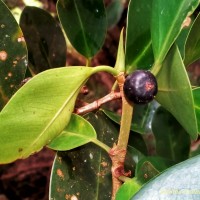 Ficus microcarpa L.f.